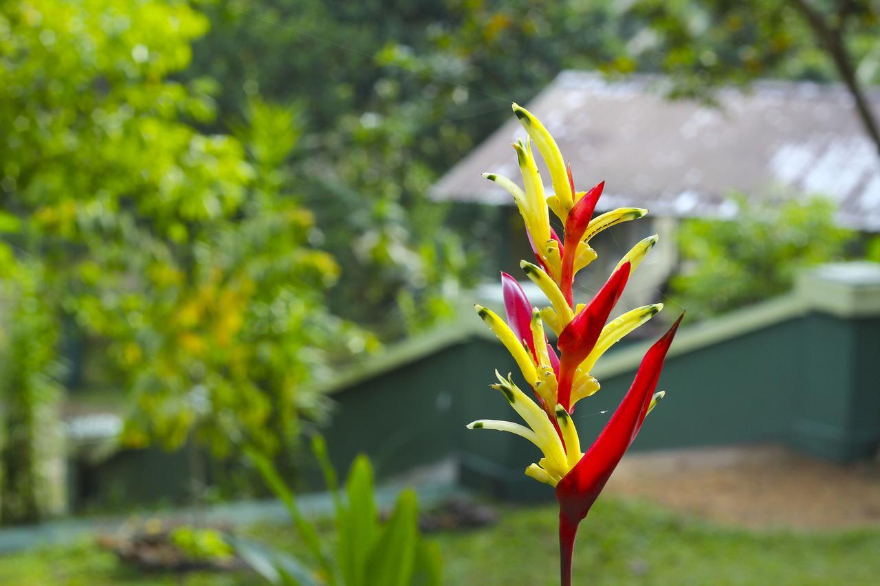 Blue Magpie Lodge Sinharaja Kudawe 외부 사진